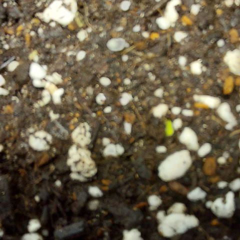 Ak47 Auto growlog photo: 2:10 AM she is showing signs of life 😩❤️