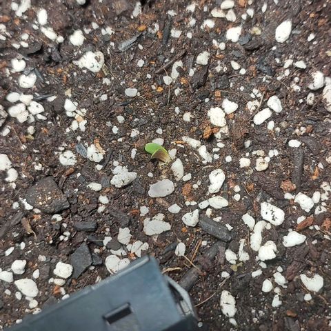 Ak47 Auto growlog photo: 10:07 AM