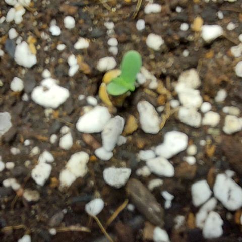Ak47 Auto growlog timeline photo