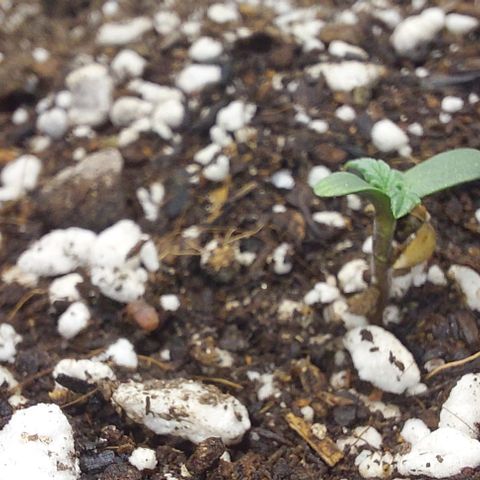 Ak47 Auto growlog photo: 01h39 morning 