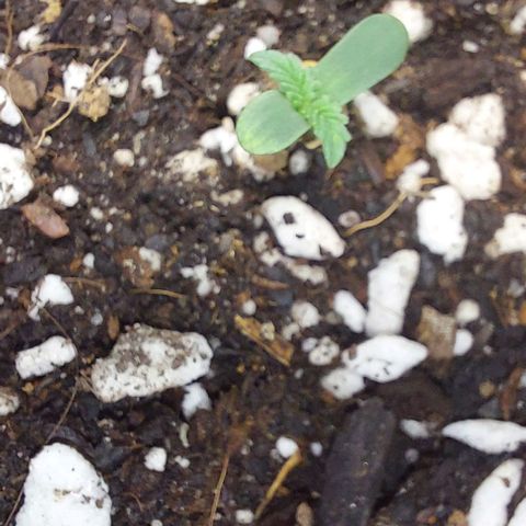 Ak47 Auto growlog photo: 01h39 morning 
