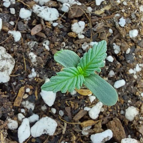 Ak47 Auto growlog timeline photo