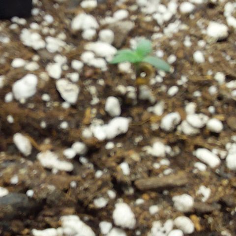 Ak47 Auto growlog timeline photo