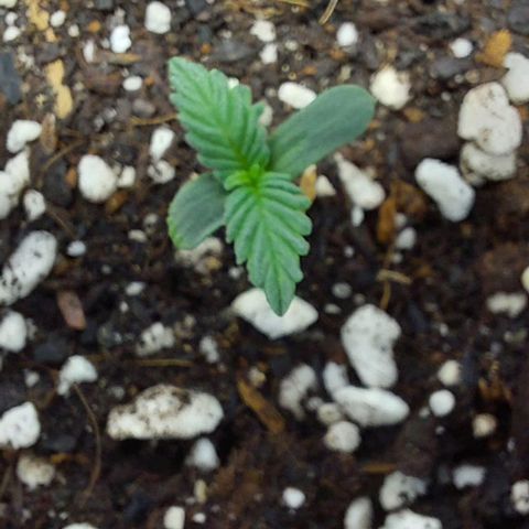 Ak47 Auto growlog photo: 22h33 night