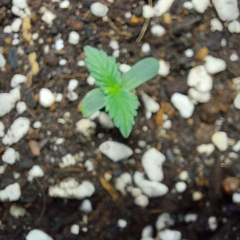 Ak47 Auto growlog photo: 22h33 night
