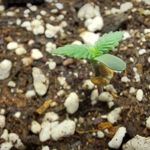 Ak47 Auto growlog photo: 22h33 night