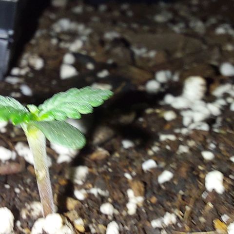 Ak47 Auto growlog photo: 02:09AM