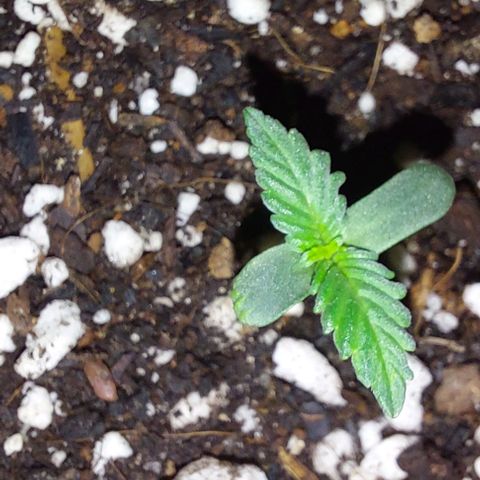 Ak47 Auto growlog photo: 02:09AM