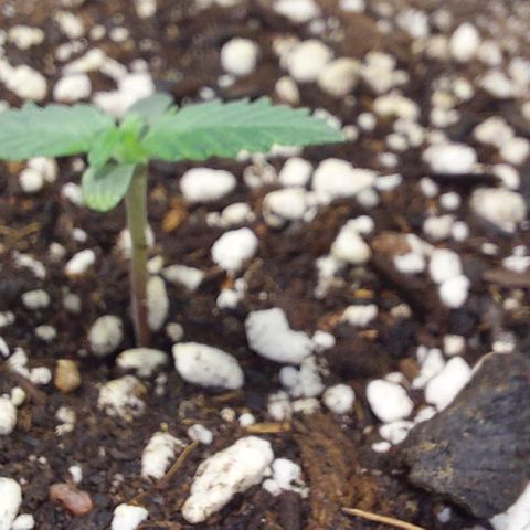 Ak47 Auto growlog photo: 15h03