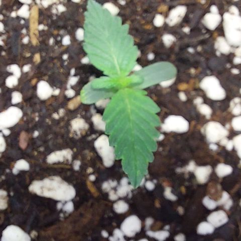 Ak47 Auto growlog photo: 15h03