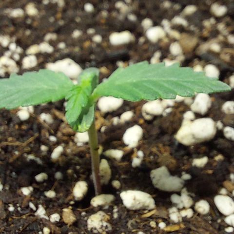 Ak47 Auto growlog timeline photo