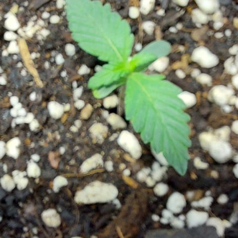 Ak47 Auto growlog timeline photo