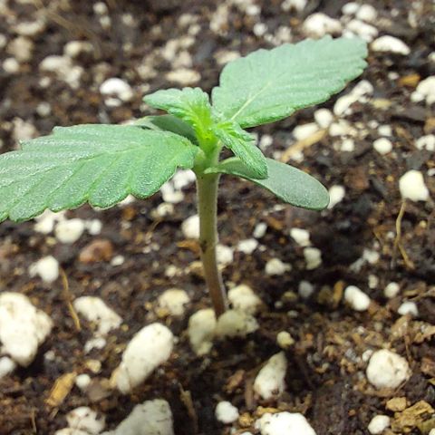 Ak47 Auto growlog timeline photo