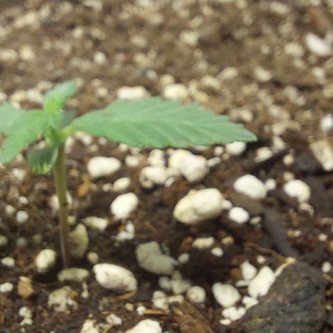 Ak47 Auto growlog timeline photo