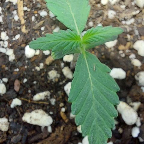 Ak47 Auto growlog timeline photo