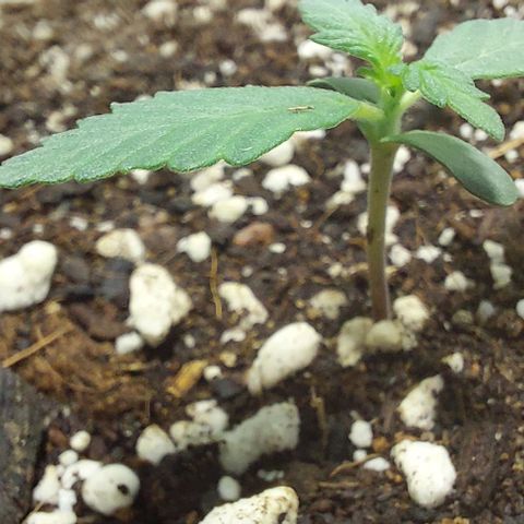 Ak47 Auto growlog timeline photo