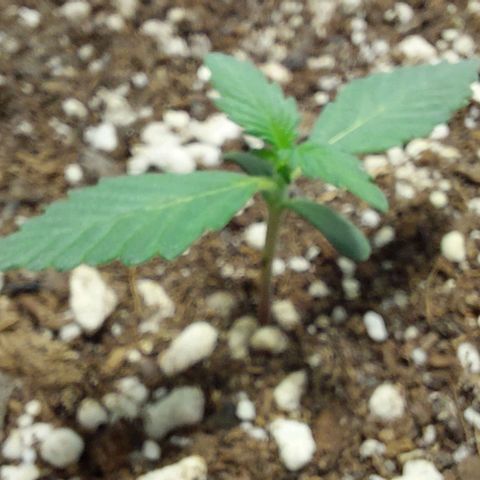 Ak47 Auto growlog timeline photo