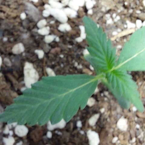 Ak47 Auto growlog timeline photo