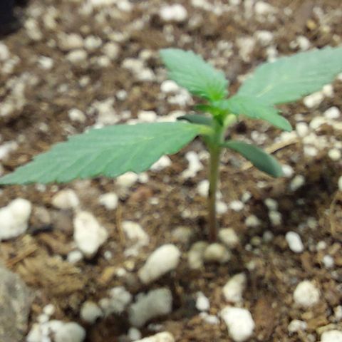 Ak47 Auto growlog timeline photo