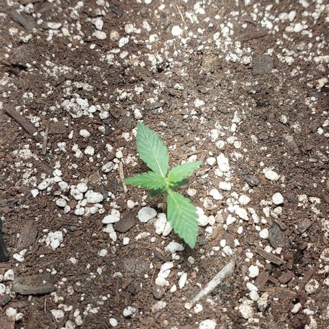 Ak47 Auto growlog timeline photo