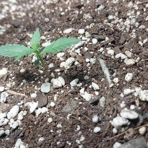 Ak47 Auto growlog timeline photo