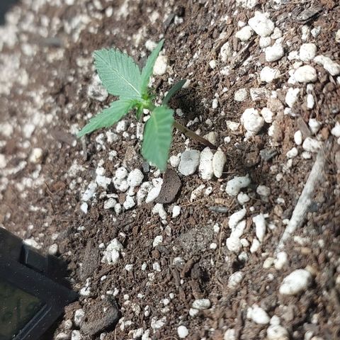 Ak47 Auto growlog timeline photo