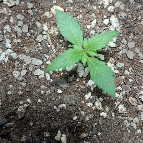 Ak47 Auto growlog timeline photo