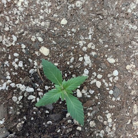 Ak47 Auto growlog timeline photo