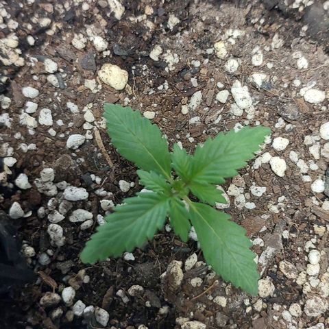 Ak47 Auto growlog timeline photo
