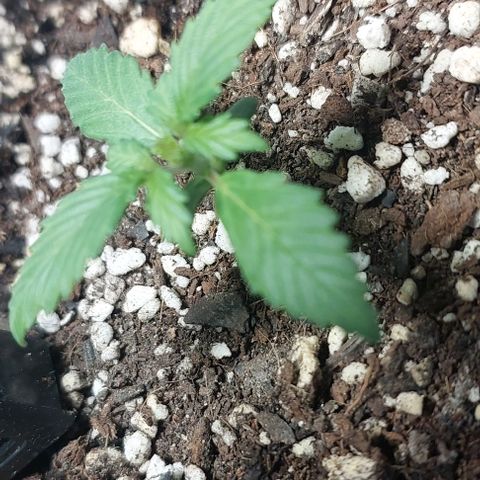 Ak47 Auto growlog timeline photo