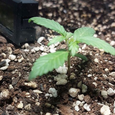 Ak47 Auto growlog timeline photo