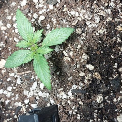 Ak47 Auto growlog timeline photo