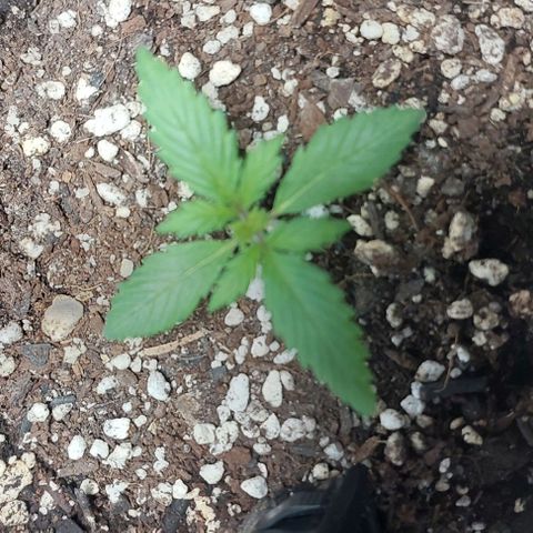Ak47 Auto growlog timeline photo