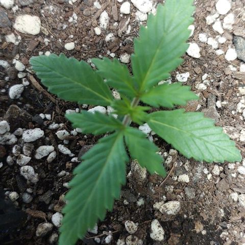 Ak47 Auto growlog timeline photo