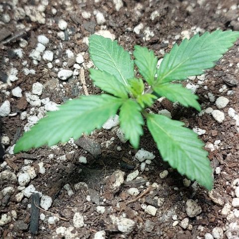 Ak47 Auto growlog timeline photo