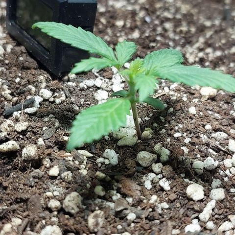 Ak47 Auto growlog timeline photo