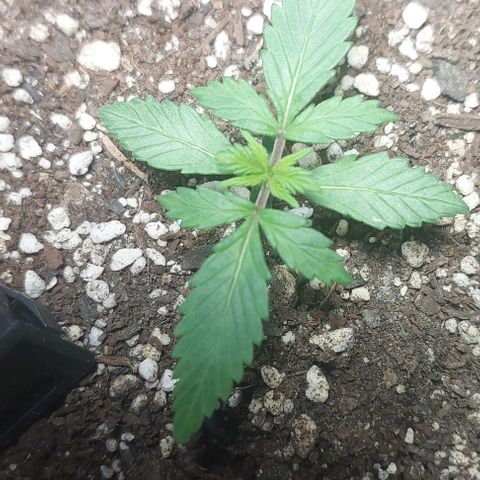 Ak47 Auto growlog timeline photo