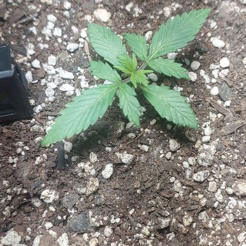 Ak47 Auto growlog timeline photo