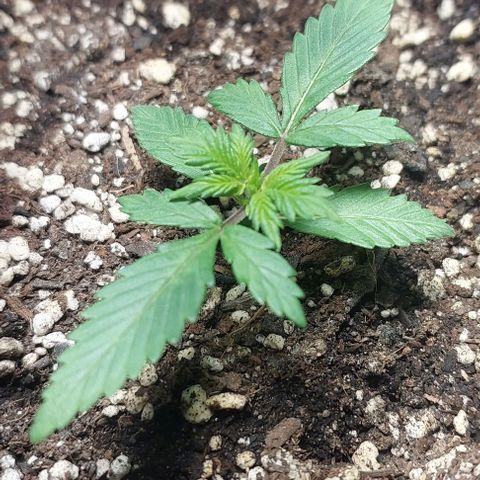 Ak47 Auto growlog timeline photo