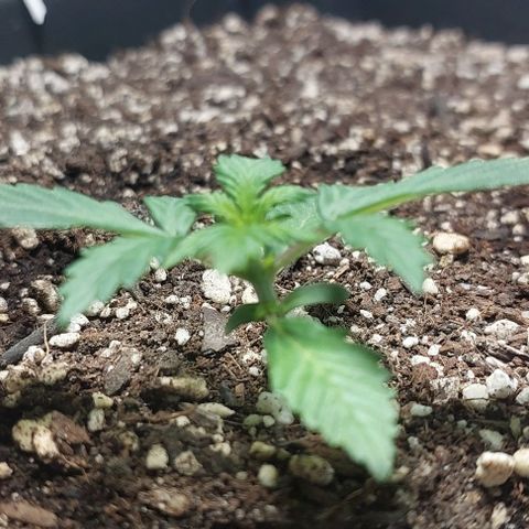 Ak47 Auto growlog timeline photo