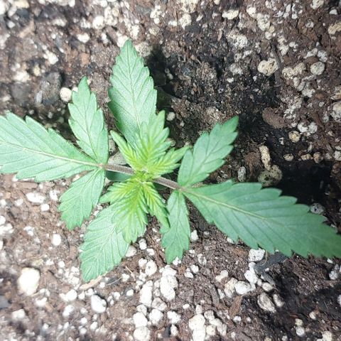 Ak47 Auto growlog timeline photo