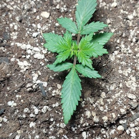 Ak47 Auto growlog timeline photo