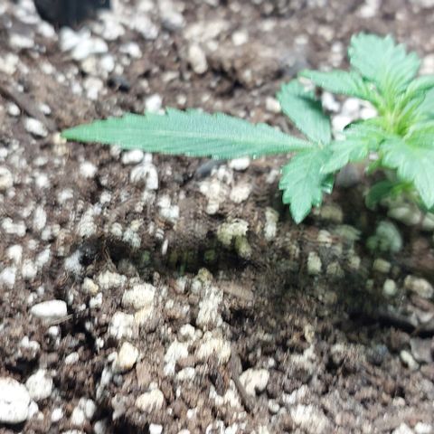 Ak47 Auto growlog timeline photo