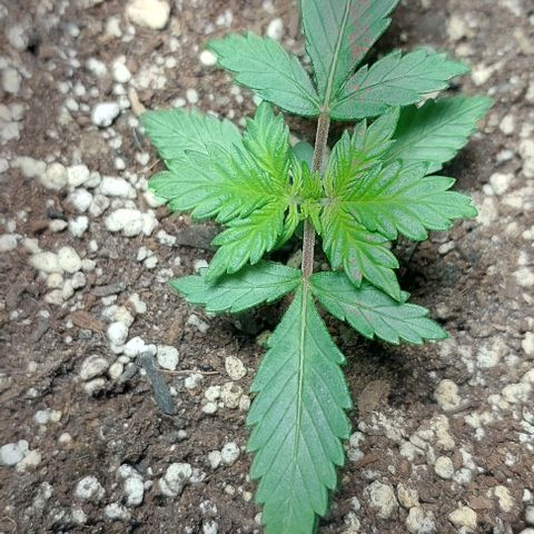 Ak47 Auto growlog timeline photo
