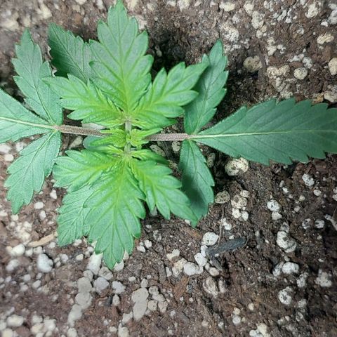 Ak47 Auto growlog timeline photo