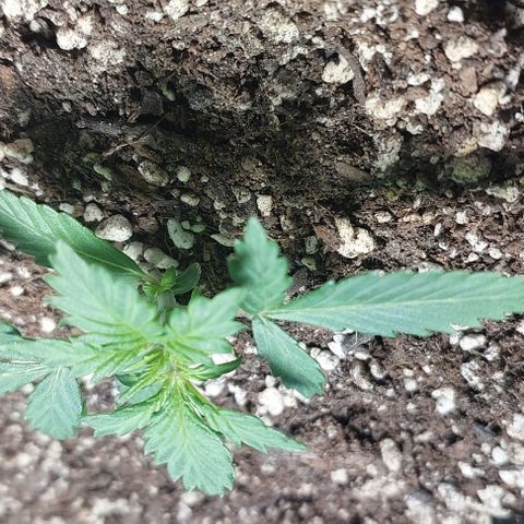 Ak47 Auto growlog timeline photo
