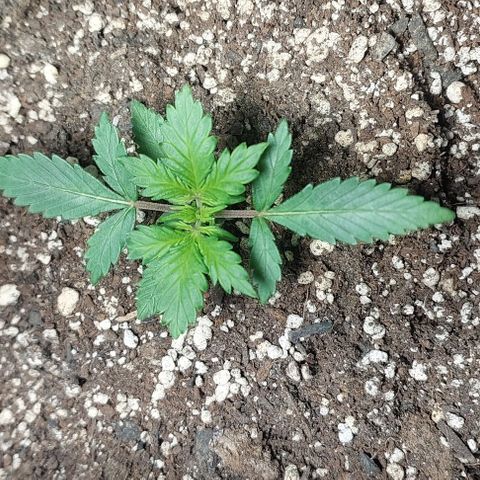 Ak47 Auto growlog timeline photo