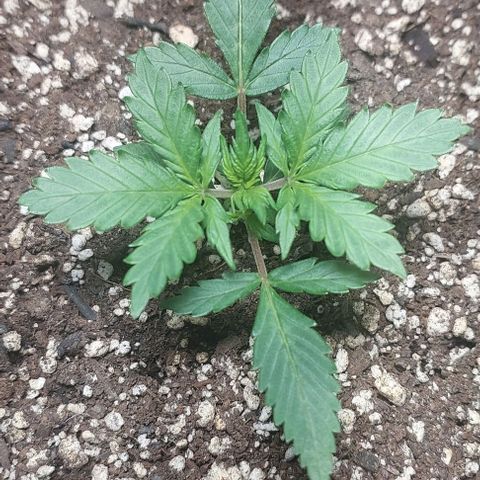 Ak47 Auto growlog timeline photo