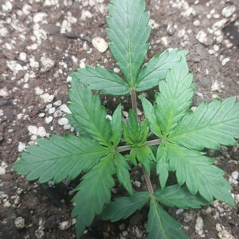 Ak47 Auto growlog timeline photo