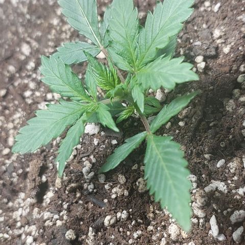 Ak47 Auto growlog timeline photo
